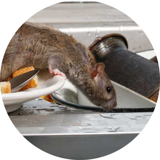 Rodents Pest Control