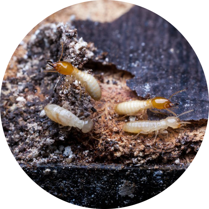 Termites Pest Control